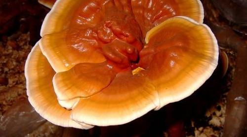 Cea mai scumpă ciupercă din lume: 20.000 de euro, kilogramul 