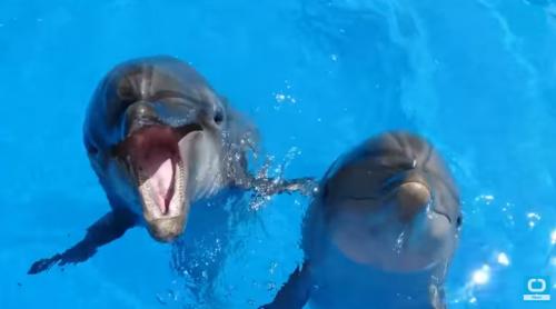 PREMIERĂ EXCEPŢIONALĂ: Doi delfini din Marea Neagră au fost înregistraţi purtând o conversaţie! (VIDEO)