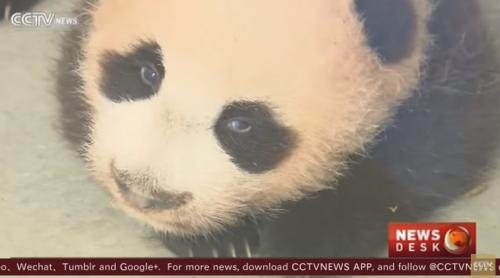 Cum arată primul pui de urs panda gigant născut în China. Imaginile fac senzație pe internet (VIDEO)