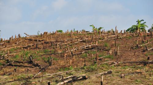 Noi măsuri pentru combaterea tăierilor ilegale de păduri