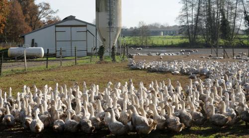 Gripa aviară loveşte industria franceză de foie gras în plin sezon