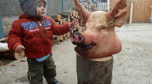 Tradiția tăierii porcului. Ce simte un copil aflat la locul sacrificării