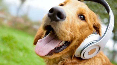 Ce fel de muzică asculta câinii?