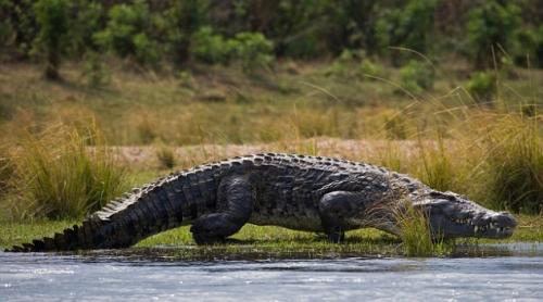 Fotbalist, înșfăcat de un crocodil în timp ce se antrena pe malul unui fluviu