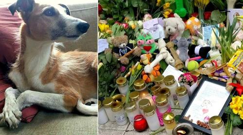 Stockholm: Stăpânul a cinci câini adoptaţi din România, omagiu-surpriză la locul atacului