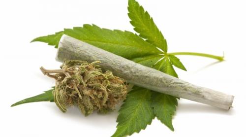 Canada legalizează consumul de marijuana