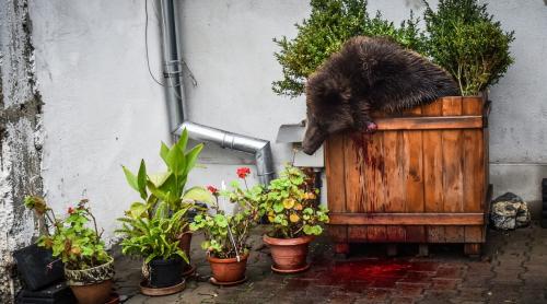 Ursul împuşcat la Sibiu: Şeful Poliţiei revine în funcţie. Cine i-a dat aprobare