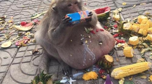 Maimuță obeză, din cauza mâncării fast-food primită de la turiști (VIDEO)