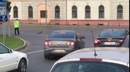 A oprit traficul pentru o coloană mai puţin obişnuită (VIDEO)