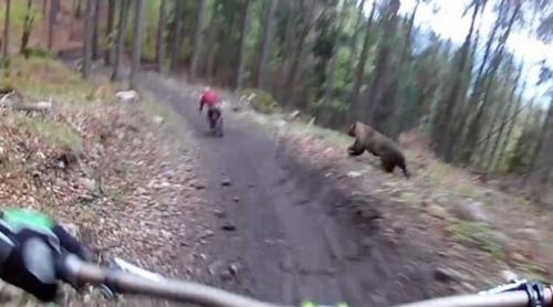 Bicicliști fugăriți de urs prin pădure (VIDEO)
