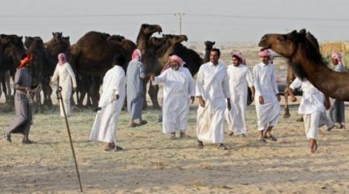 Confilct diplomatic în Golf. Arabia Saudită a extrădat aproximativ 15.000 de cămile din Qatar!