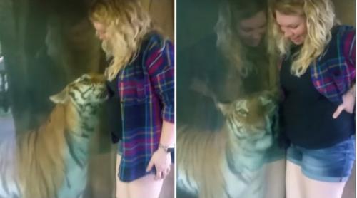 Mamele simt la fel! Reacția unei femele de tigru, la vederea unei gravide (VIDEO)