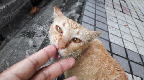  BBC News: O japoneză a murit, după ce-a fost mușcată de o pisică!