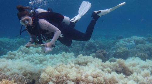 O veste bună: Marea barieră de corali nu e moartă