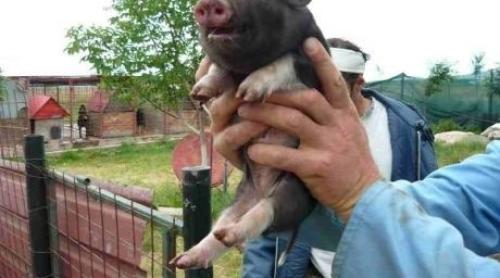 Cum erau să taie un porc de câine ai lu' Moromete