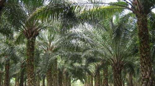 UE vrea să interzică uleiul de palmier. Care sunt primele ţări afectate