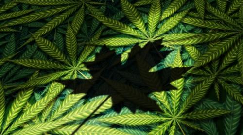 Canada a legalizat consumul de marijuana în scop recreaţional
