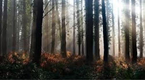 Moştenitorii lui Dániel Bánffy se vor adresa instanţelor internaţionale în cazul renaţionalizării unor terenuri forestiere