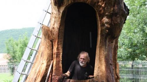 Trunchiul unui stejar multisecular din Zagon va fi transformat în capelă