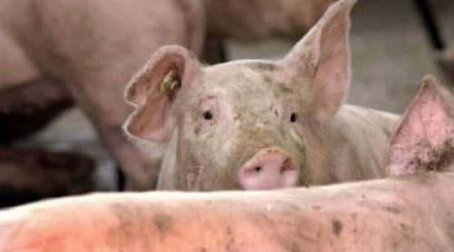 Pestă porcină la cea mai mare fermă din România. Este a doua ca mărime din Europa!