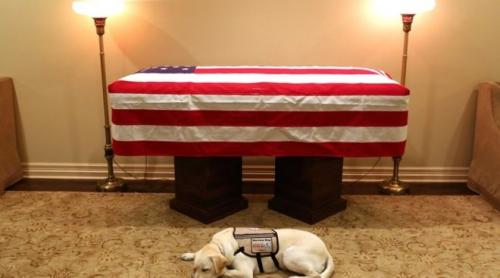 Miercuri, zi de doliu național în SUA. Câinele lui George H.W.Bush va călători alături de sicriul fostului președinte, la funeralii