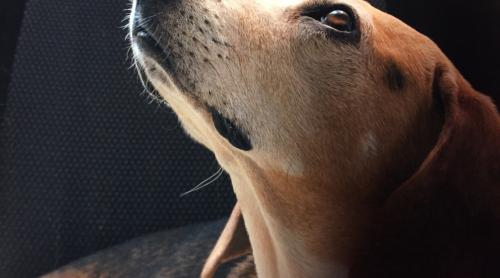 Incredibila acuratețe cu care câinii detectează cancerul