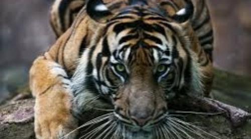 Coronavirus în New York: un tigru de la grădina zoologică a fost confirmat pozitiv