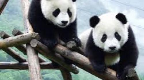 Din cauza pandemiei, o grădină zoologică din Canada își trimite cei doi urși panda înapoi în China