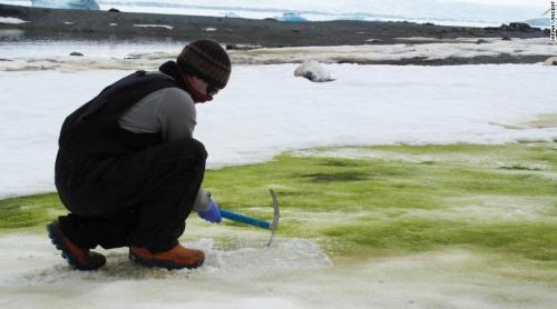 Zăpada în Antartica își schimbă culoarea devenind verde
