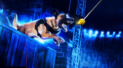 HISTORY transmite în premieră serialul-concurs „Câini Polițiști de Top”