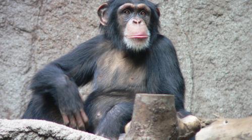 EVOLUȚIE. Oamenii sunt capabili să descifreze sunetele cimpanzeilor (STUDIU)