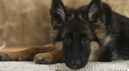 A murit Buddy, primul câine testat pozitiv cu Covid-19 în SUA. Cazul care arată cât de puţin ştim despre coronavirus şi animale