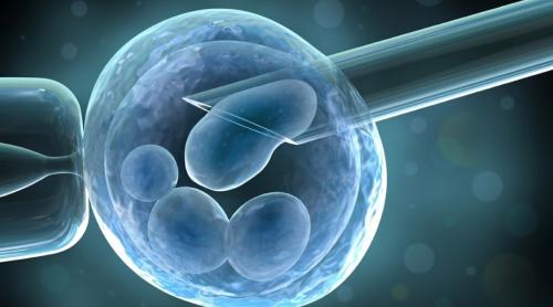 Oameni de ştiinţă din SUA şi China au implantat celule stem umane în embrioni de maimuţă