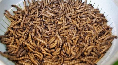 Comisia Europeană a autorizat o insectă ca aliment