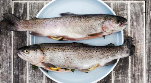 Peștele sintetic obținut din culturi celulare ar putea ajunge în farfuriile europenilor