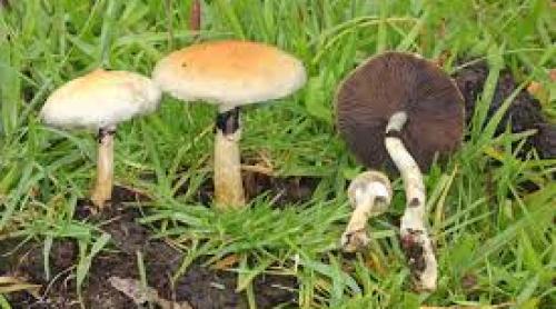 Descoperire importantă în medicină: cum poate fi tratată depresia cu ajutorul ciupercilor