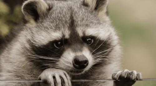Herson: Ucrainenii acuză forțele ruse că au furat animale din grădina zoologică inclusiv ratoni, lupi, o lamă și un măgar