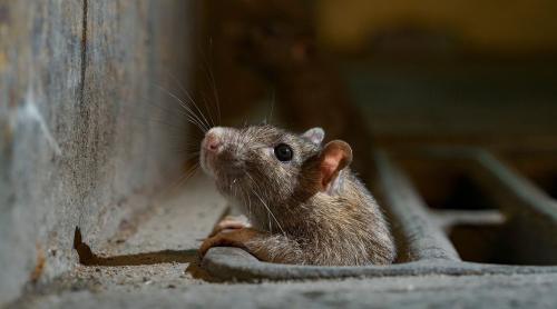„Slujbă de vis” la New York: „măcelar” de șobolani