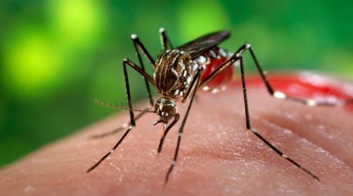 UE autorizează un vaccin împotriva bolii chikungunya a cărei răspândire e favorizată de schimbările climatice: toate statele membre au aprobat noul vaccin
