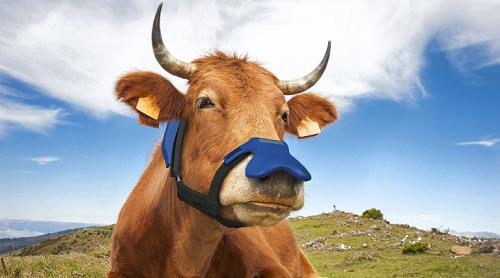 Danemarca va deveni prima țară din lume care va impozita flatulaţiile si râgâielile animalelor