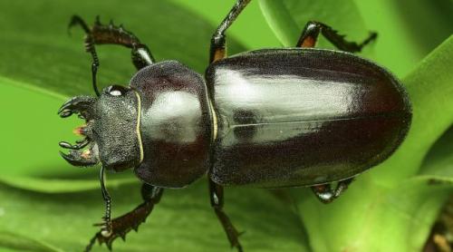 Tradiții și superstiții. Leacuri băbești. Tratamente cu insecte și broaște