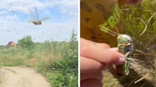 Invazie masivă de lăcuste în sudul Ucrainei provocată de distrugerile făcute de Rusia
