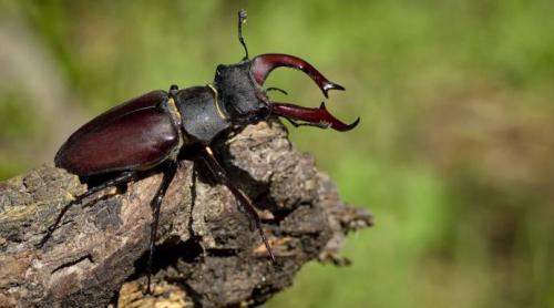 Tradiţii şi superstiţii. Practici băbeşti. Tratamente cu insecte