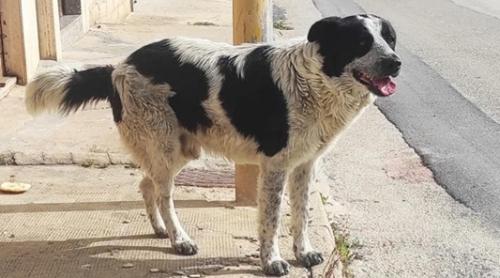 Italia: un migrant a tăiat gâtul unui câine pentru a „încerca să-l mănânce” - "Uciderea unui animal prin cruzime jignește civilizația și conștiința noastră"