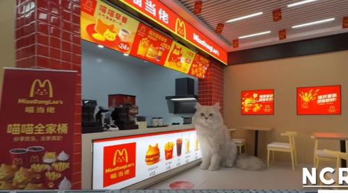 Metrou, Spa, McDonalds: Un YouTuber chinez a construit un orășel miniatural complet funcțional pentru pisicile sale
