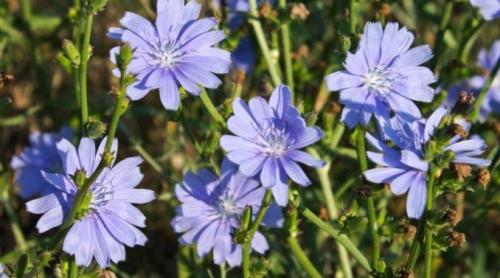 Tradiții și superstiții. Leacuri băbești. Ce plante te vindecă de boli