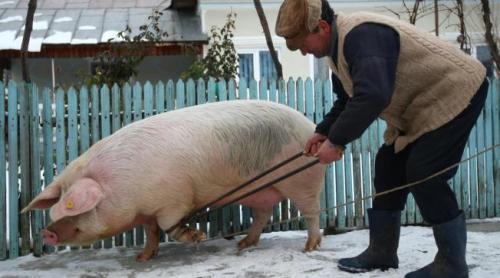 Tradiții. În bătătură la ai lu Moromete. Cum se taie porcii în Siliștea-Gumești