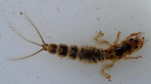 INFESTĂRILE cu PARAZIȚI, tot mai dese. Dacă ai insecte prin casă, fă imediat un control, iată ce trăia în gâtul acestui bărbat