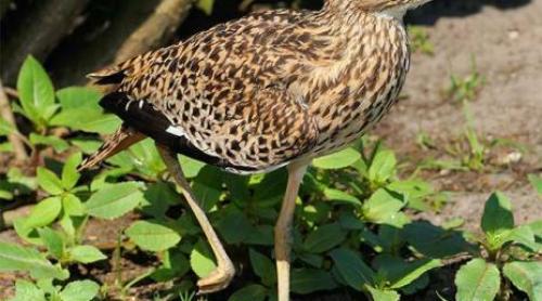 CÂT DE SIMPLU! Verifică daca ai un CREIER SĂNĂTOS