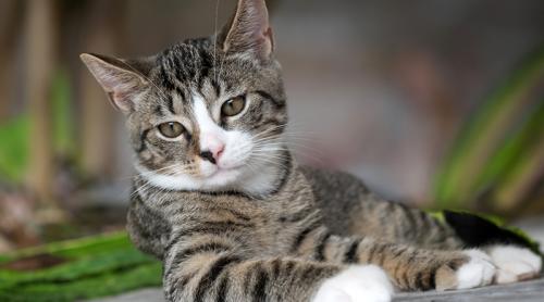 În Suedia, legea interzice să-ți lași pisica singură acasă o zi întreagă, fără contact uman